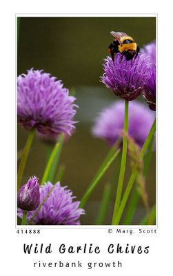 wildflowers