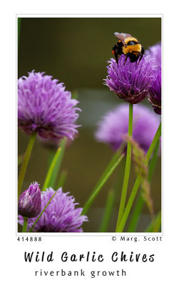 Chives_4I4888.jpg