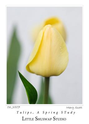 tulips_3507.jpg