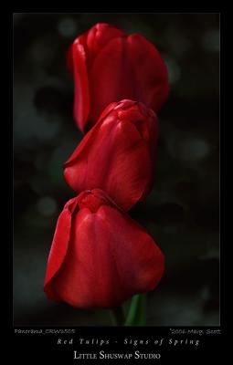 red-tulips_3505.jpg
