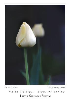 white-tulips-_3513.jpg