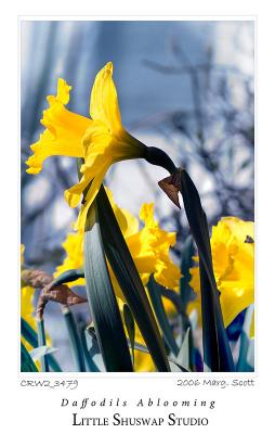 Daffodils_3479.jpg