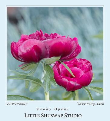 PEONIES_3567.jpg