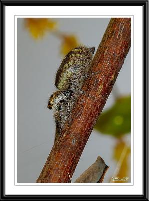 _DSC0186_Spider.jpg