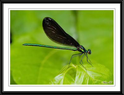 Ebony Jewelwing