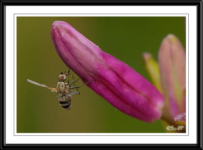 Eristalis species