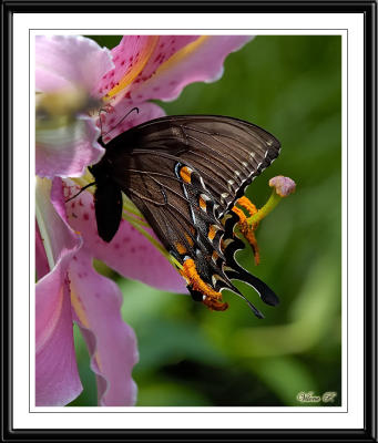 Eastern Tiger Swallowtail