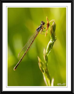 Eastern Forktail with her meal, male-like female