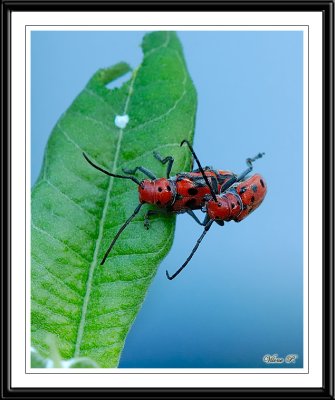 Red Milkweed Beetle--Mating