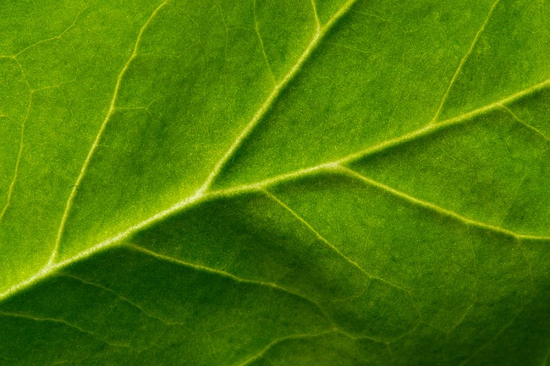 Leaf Detail