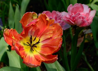 Tulips 11.jpg
