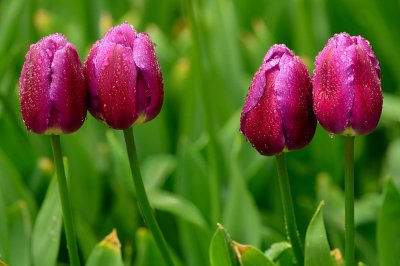 Tulips 20.jpg