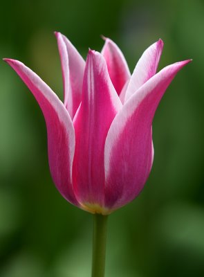 Tulips 3.jpg