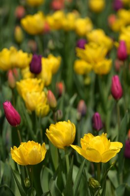 Tulips 4.jpg