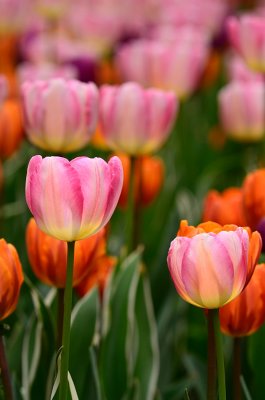 Tulips 5.jpg