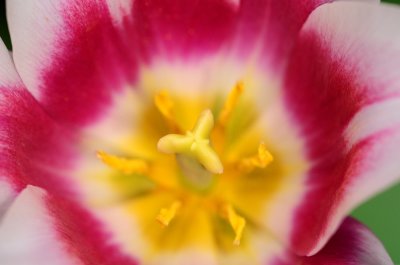 Tulips 6.jpg