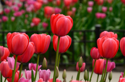 Tulips 8.jpg