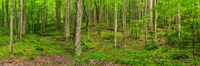 Forest Floor Panorama