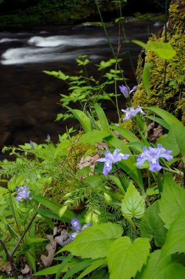 Deep Creek Flora