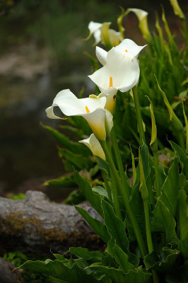 Calla Lilies at Botanic Garden