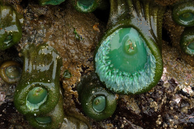 Sea Anemone waiting for tide to return