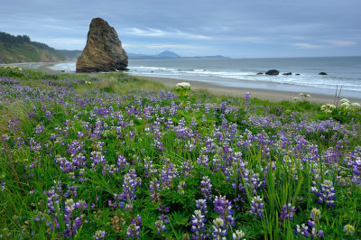 Lupine and Seastack #1