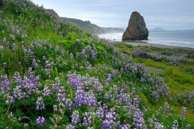 Lupine and Seastack #2