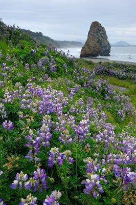 Lupine and Seastack #3