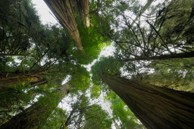 Redwood Skycrapers