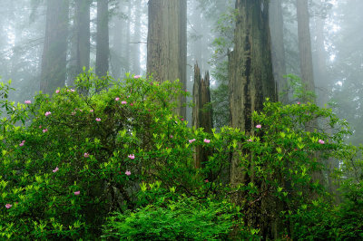 Wild Rhododendron and Redwoods