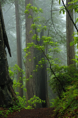 Damnation Creek Trail #1