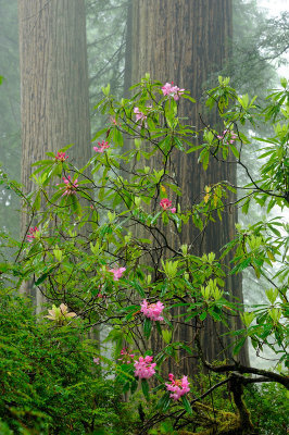 Wild Rhododendron and Redwoods #2