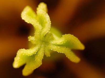 Tulip Close-up