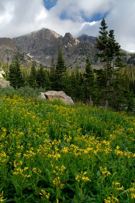 Flora Along Thunder Lake