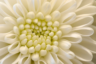 Chrysanthemum