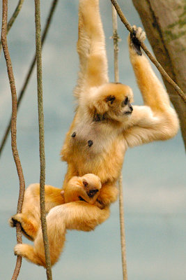 Mother and Infant Gibbon