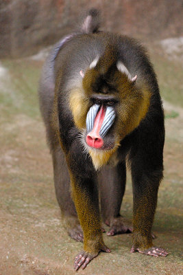 Mandrill