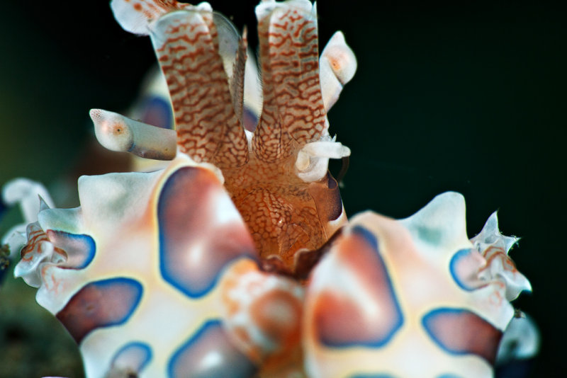 Harlequin shrimp detail