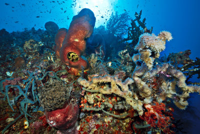 Molana East wall coral reef