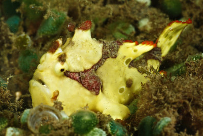 Yellow Painted frogfish