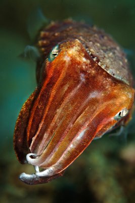 Cuttlefish check out