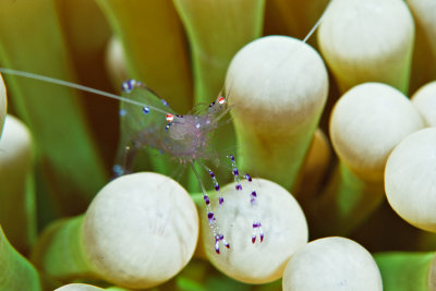 Periclemenes on green anemone