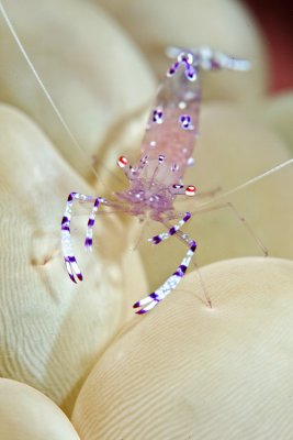 Bubble coral Periclemenes