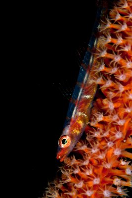 Whip coral goby Ambon