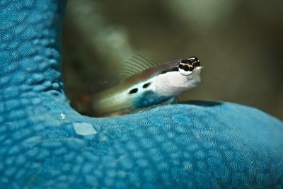 Blenny standing on a seastar