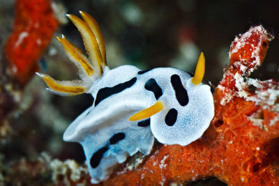 Chromodoris Dianae