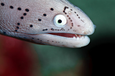 Gray Speckeled Moray