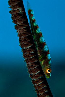 Whip Coral goby