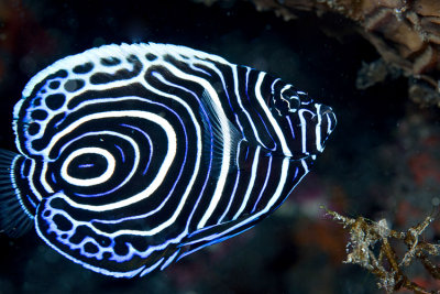 Juvenile emperor angelfish 2