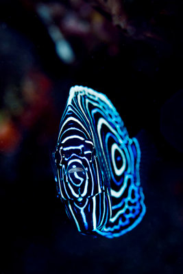 Juvenile emperor angelfish 3